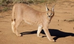 Caracal