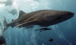 Кит ајкули - најголемата риба во светот (15 фотографии)