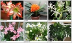 Houseplants опасни за мачки