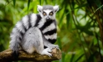 Feline lemur