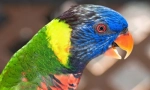 Прекрасни и паметни папагали