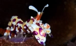 Harlequin сини ракчиња