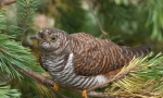 Cuckoo