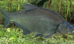 Bream black amur