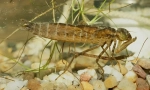 Dragonfly larva