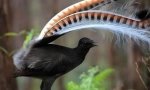 Lyrebird