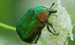 May beetle: опис, начин на живот и разновидност