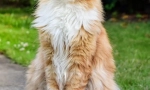 Maine coon