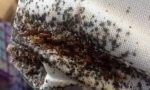 Превентивни мерки од bedbugs во станот