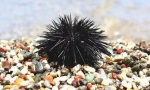 Морски еж