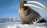 Walrus