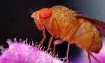 Летај drosophila