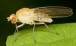 Флеш drosophila