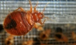 Народни лекови од дома bedbugs