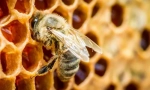 Инсекти кои даваат мед