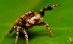 За она што пајакот се храни во дивината и дома