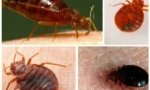 Обработка на стан од bedbugs од страна на специјализирана организација