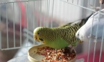 Wavy parrot feed преглед