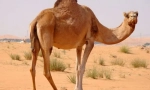 Единствен изгорен камила