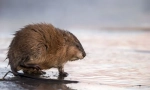 Muskrat