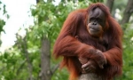 Орангутан