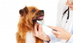 Инспекција и грижа за кучето