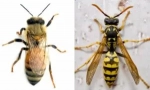 Разлики на пчелата од оси