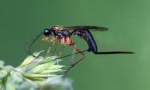 Parasitoids riders: инсекти опис и карактеристики