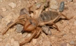 Falang spider (camel): опис и карактеристики