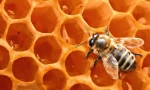 Пчела восок