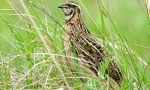 Quail