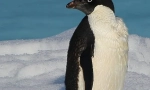 Пингвин адел