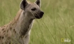 Забележана хиена - грозни африкански предатор