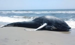 Зошто китовите се фрлени на брегот?
