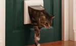 Зошто нашите мачки не ги сакаат затворени врати?