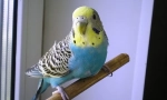 Зошто брановидниот папагал трепери и тресе