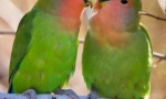 Папагалите се љубовници