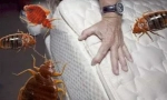 Дрога averfos од bedbugs и други инсекти
