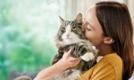 Причини за алергии на мачки