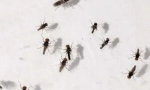 Примена на стапици за midges дома