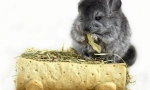 Сено за chinchillas: избор и празно