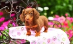 Кученца dachshunds (слика): ниско куче со висока интелигенција и шарм