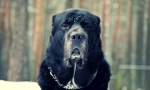 Куче алабаи (фото): добар темперамент под ужасниот изглед