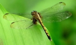 Dragonflies