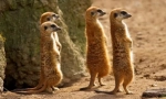 Meerkat (фото): смешни часовници, што е секогаш предупредување