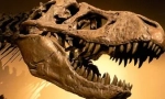 Tyrannosaur