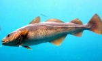 Cod