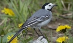 Wagtail