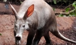Aardvark