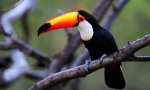 Toucan (фото): клунот не се случи многу, тоа е она што птицата е впечатлива!